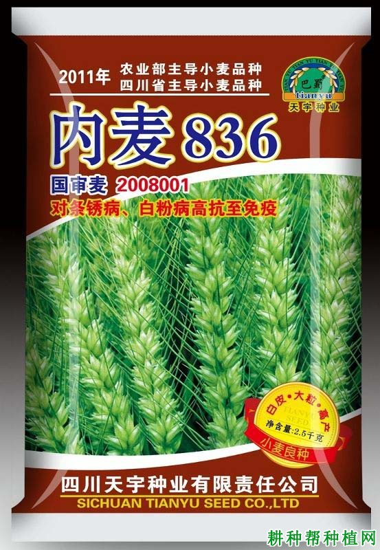 内麦836小麦品种好不好？