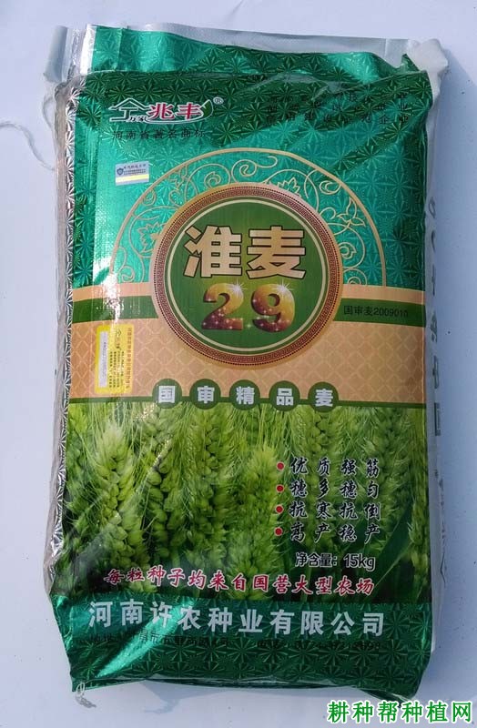 淮麦29小麦品种好不好？