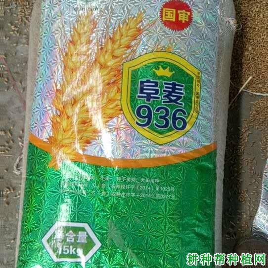 阜麦936小麦品种好不好？