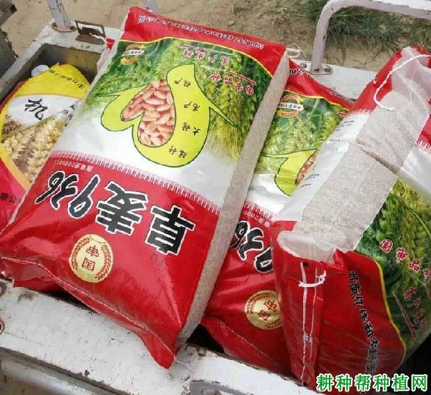 阜麦936小麦品种好不好？