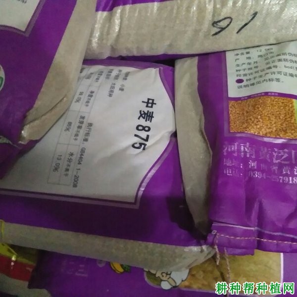 中麦875小麦品种好不好？