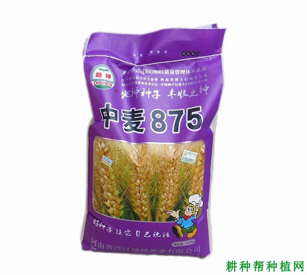 中麦875小麦品种好不好？