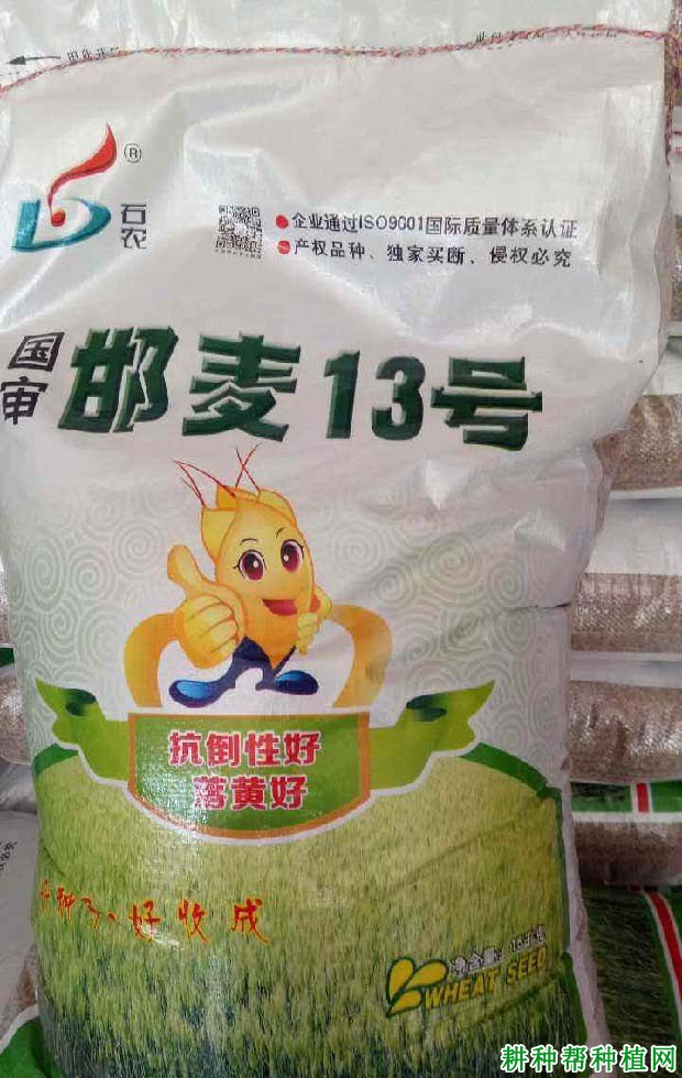 邯麦13号小麦品种好不好？