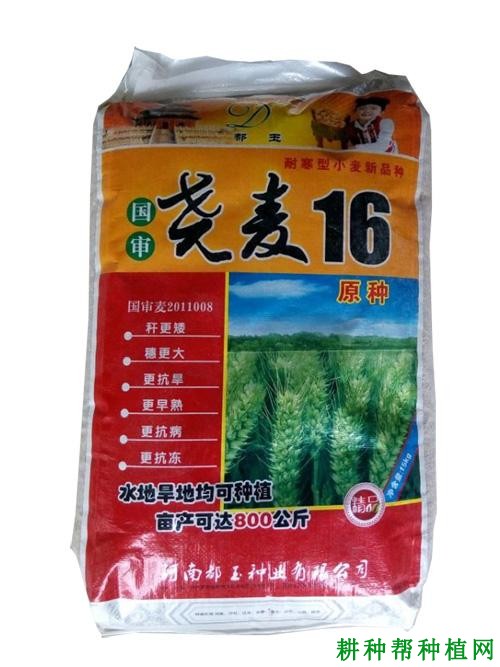 尧麦16小麦品种好不好？