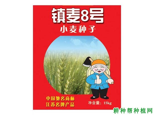 镇麦8号小麦品种好不好？