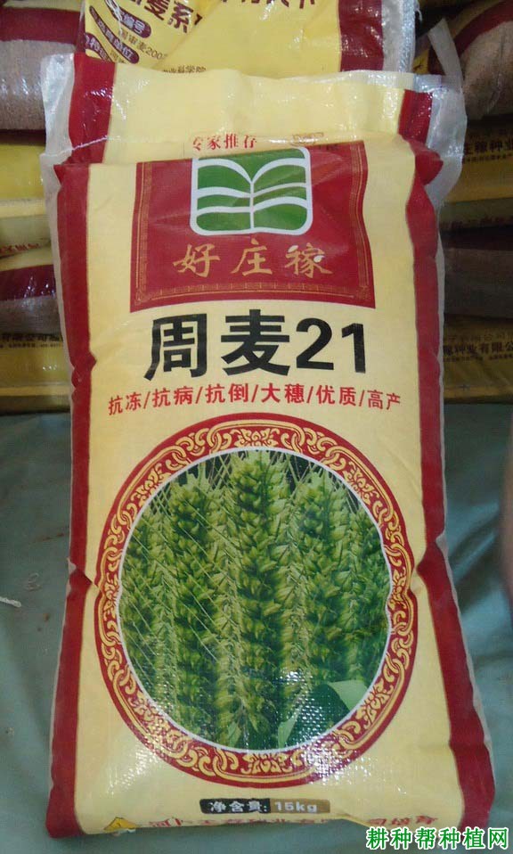 周麦21号小麦品种好不好？