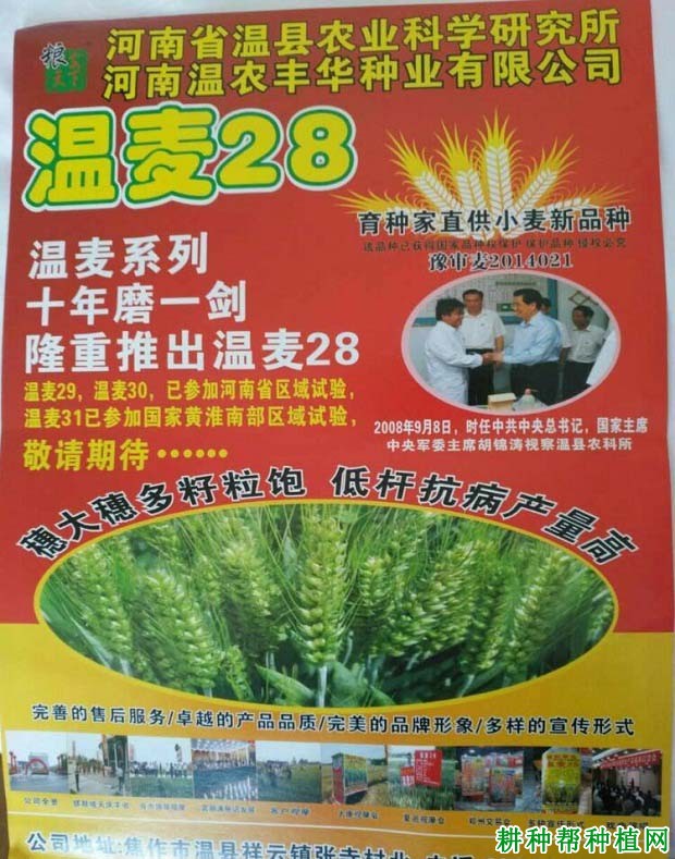 温麦28小麦品种好不好？