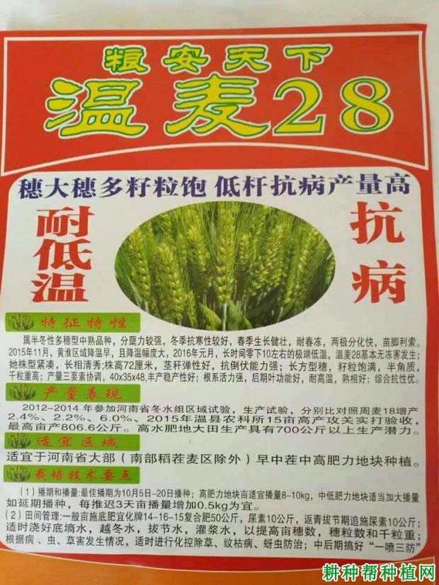 温麦28小麦品种好不好？