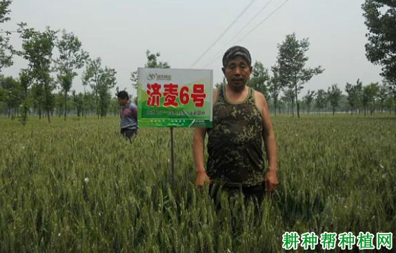 济麦6号小麦品种好不好？