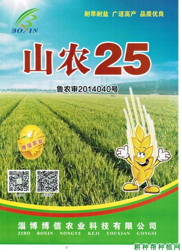 山农25小麦品种好不好？