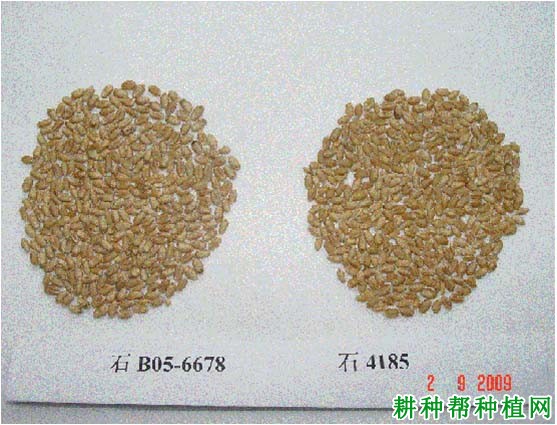 石麦19号小麦品种好不好？