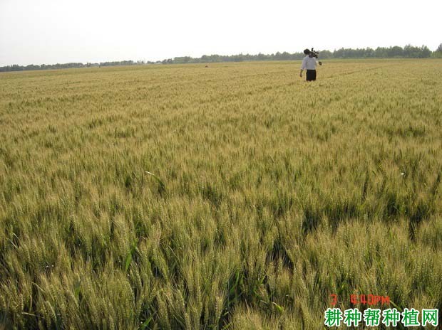 济麦21小麦品种好不好？