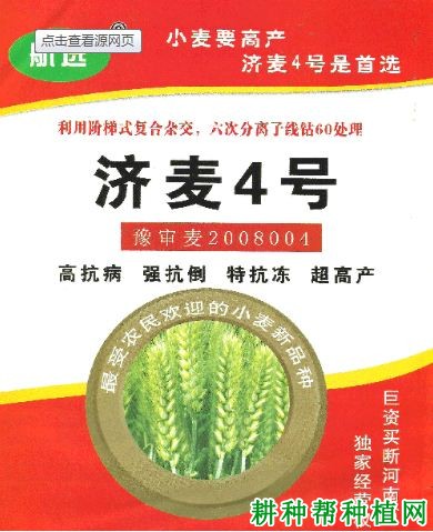 济麦4号小麦品种好不好？