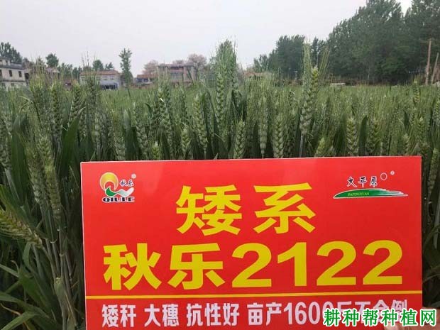 秋乐2122小麦品种好不好？