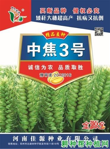 中焦3号小麦品种好不好？