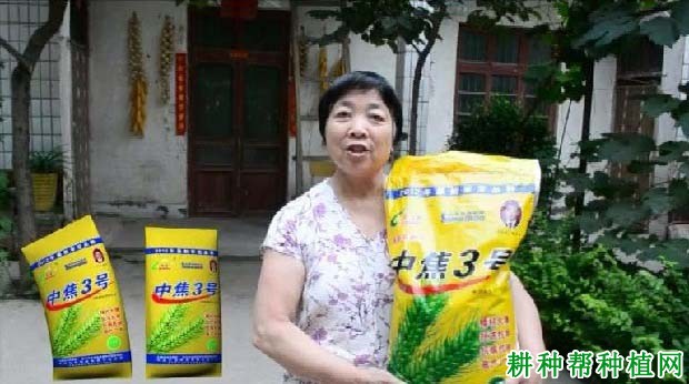 中焦3号小麦品种好不好？