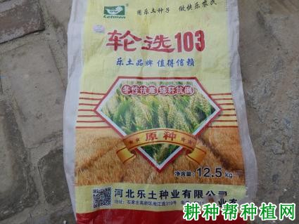 轮选103小麦品种好不好？