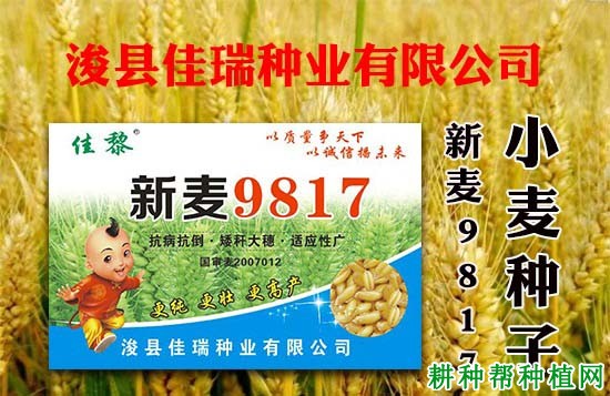 新麦9817小麦品种好不好？