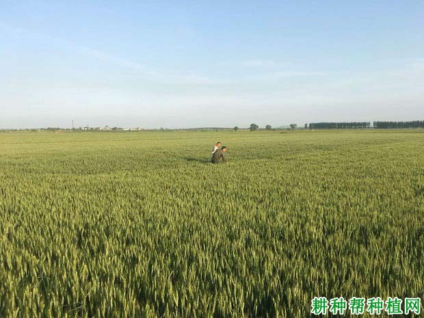 新麦11号小麦品种好不好？