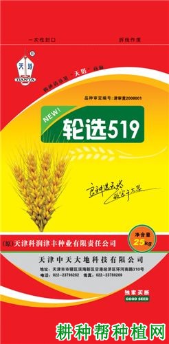 轮选519小麦品种好不好？