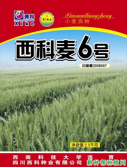 西科麦6号小麦品种好不好？