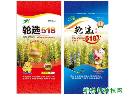 轮选518小麦品种好不好？