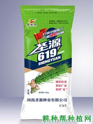 圣源619小麦品种好不好？