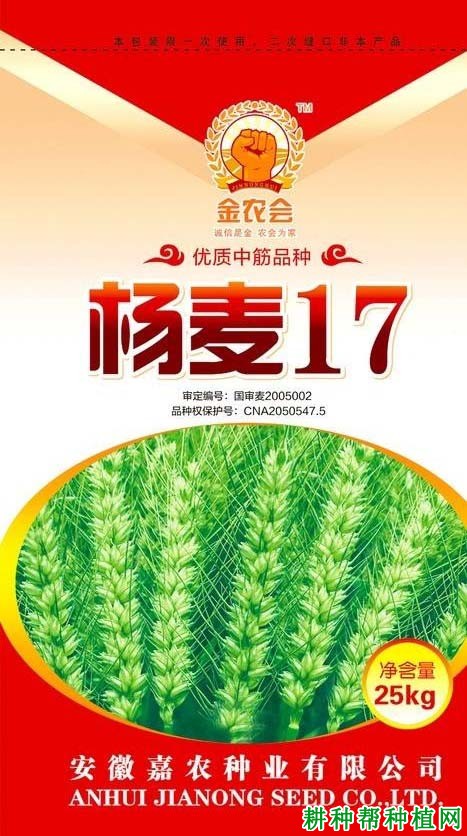 扬麦17小麦品种好不好？