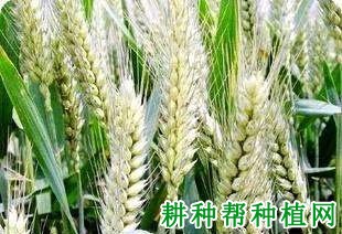 河农825小麦品种好不好？