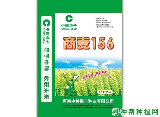 商麦156小麦品种好不好？