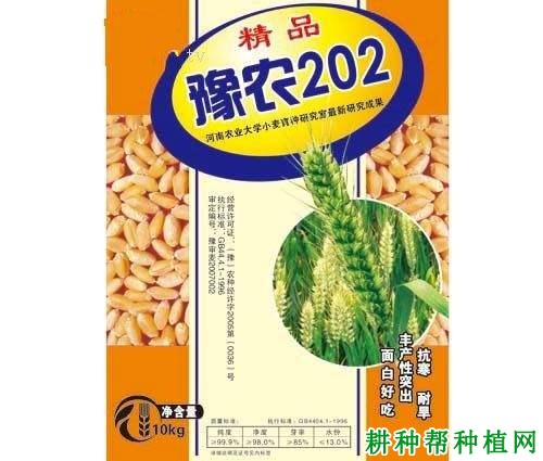 豫农202小麦品种好不好？