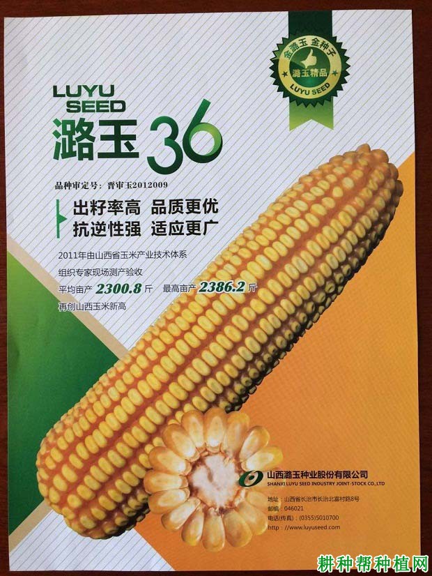 潞玉36玉米品种好不好？