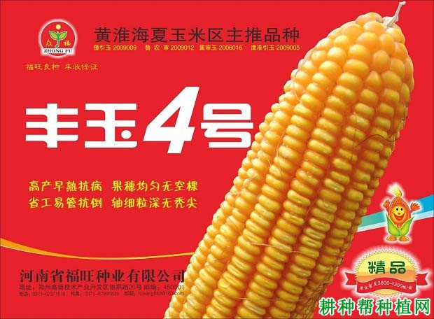 丰玉4号玉米品种好不好？