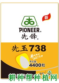 先玉738玉米品种好不好？