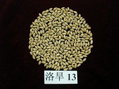 洛旱13小麦品种好不好？