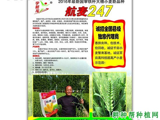 航麦247小麦品种好不好？