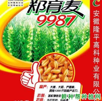 郑育麦9987小麦品种好不好？