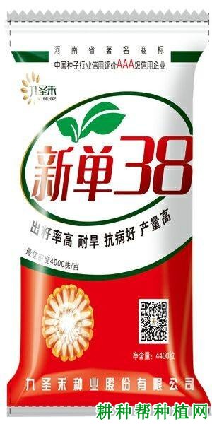 新单38玉米品种好不好？