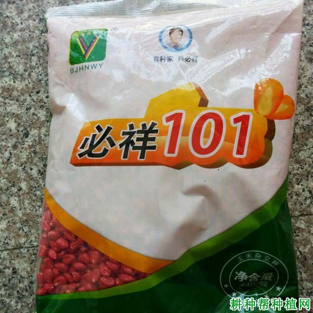 必祥101玉米品种好不好？