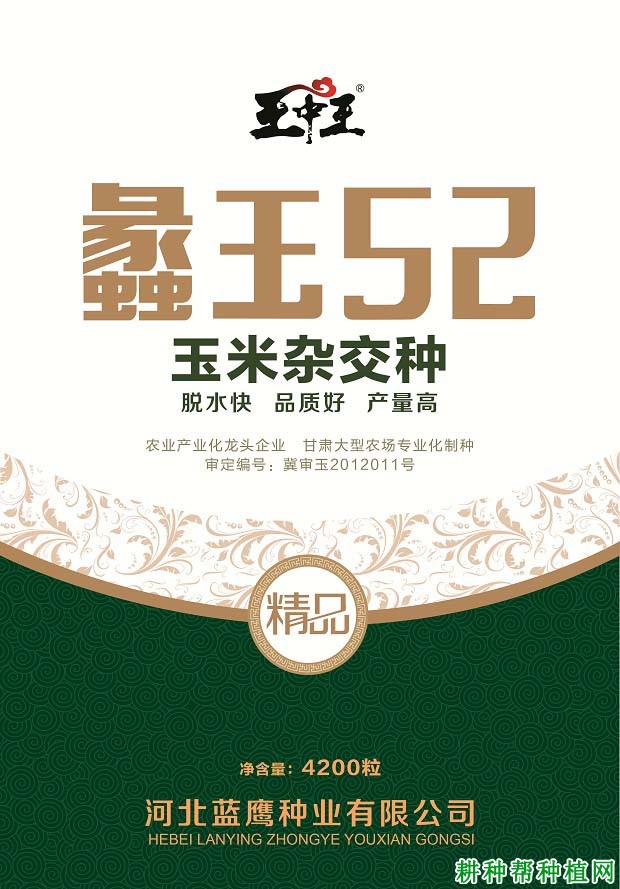 蠡玉52玉米品种好不好？