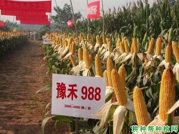 豫禾988玉米品种好不好？