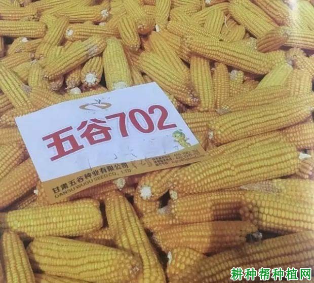 五谷702玉米品种好不好？