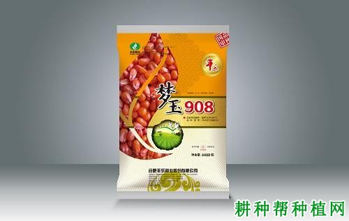 梦玉908玉米品种好不好？