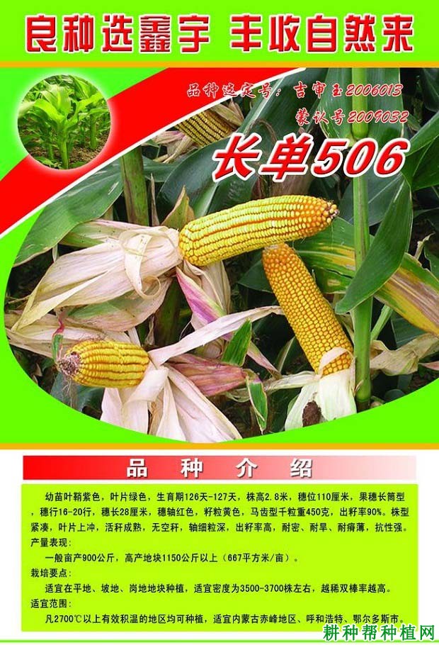 长单506玉米品种好不好？