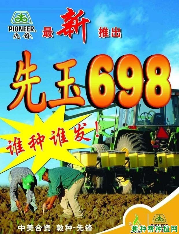 先玉698玉米品种好不好？