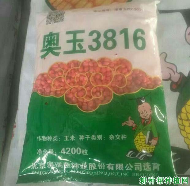 奥玉3816玉米品种好不好？