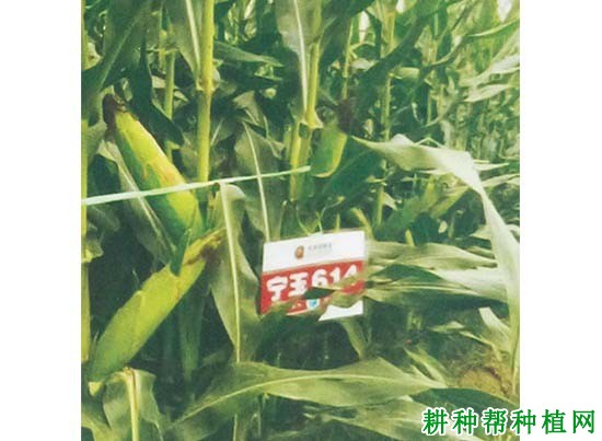 宁玉614玉米品种好不好？