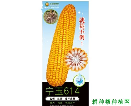 宁玉614玉米品种好不好？