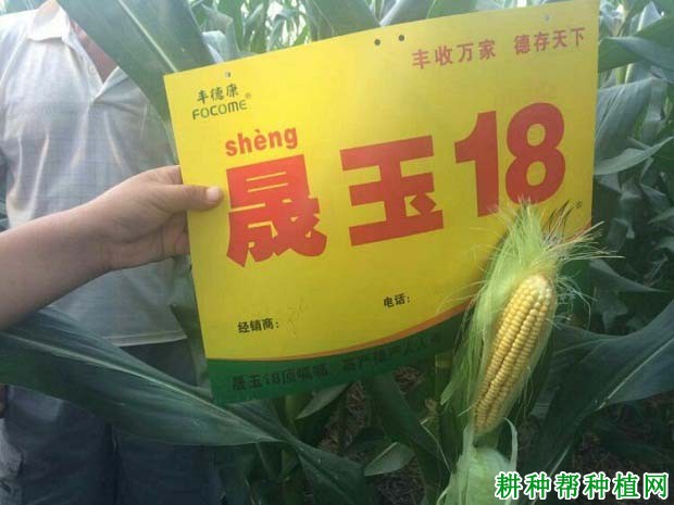 晟玉18玉米品种好不好？