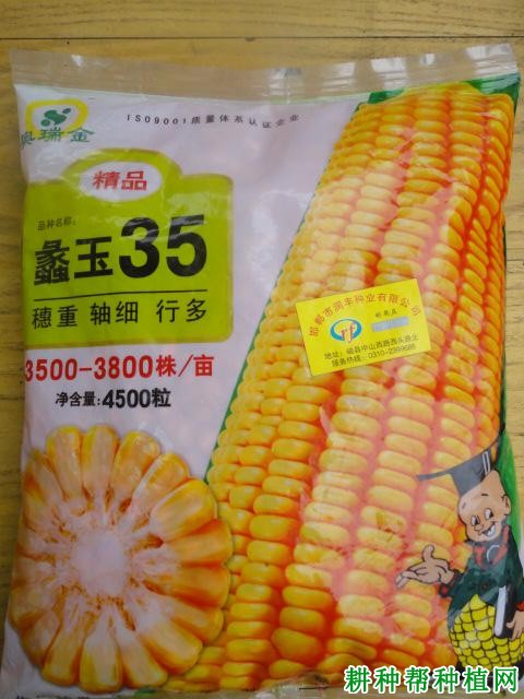 蠡玉35玉米品种好不好？